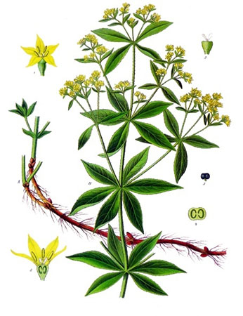Madder-plant-Rubia-tinctorum