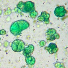 emerald-green-microphotograph