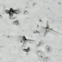 zinc-white-microphotograph