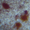 cadmium-red-microphotograph
