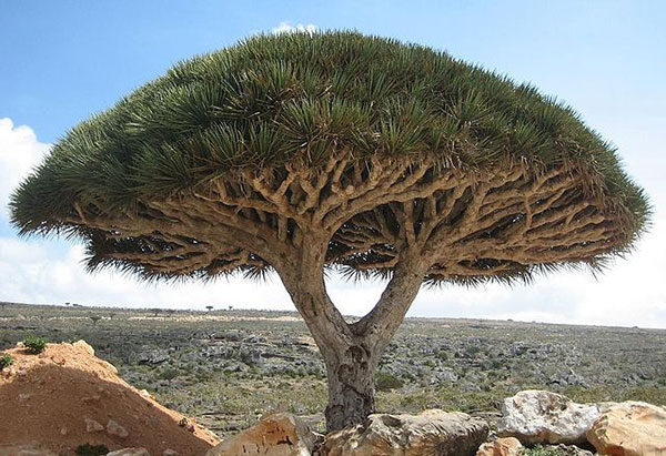 dragon's-blood-Socotra_dragon_tree