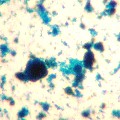 Phtalocyanine-blue-microphotograph