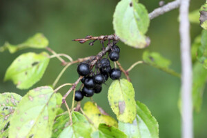 stil-de-grain-Buckthorn-berries